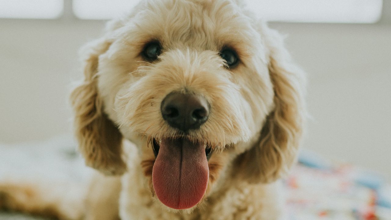 Wallpaper dog, muzzle, protruding tongue, eyes