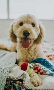 Preview wallpaper dog, muzzle, protruding tongue, eyes