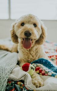 Preview wallpaper dog, muzzle, protruding tongue, eyes
