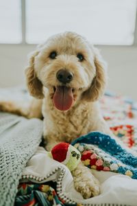 Preview wallpaper dog, muzzle, protruding tongue, eyes