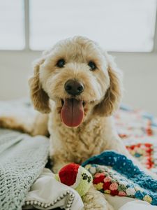 Preview wallpaper dog, muzzle, protruding tongue, eyes