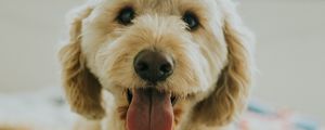 Preview wallpaper dog, muzzle, protruding tongue, eyes