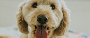 Preview wallpaper dog, muzzle, protruding tongue, eyes