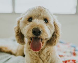 Preview wallpaper dog, muzzle, protruding tongue, eyes
