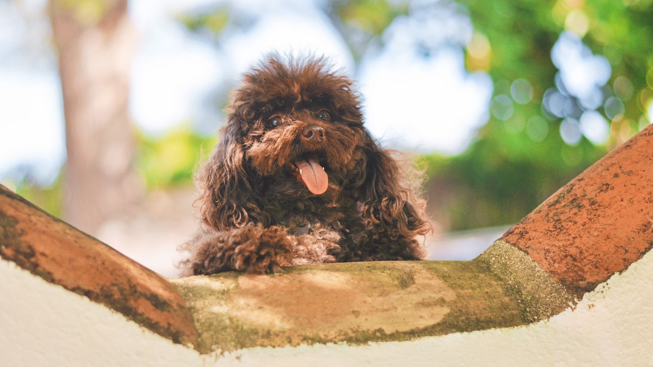 Wallpaper dog, muzzle, puppy, protruding tongue
