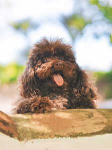 Preview wallpaper dog, muzzle, puppy, protruding tongue