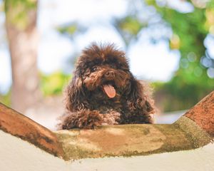 Preview wallpaper dog, muzzle, puppy, protruding tongue