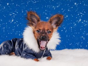 Preview wallpaper dog, muzzle puppy, hat, beautiful