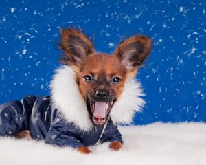 Preview wallpaper dog, muzzle puppy, hat, beautiful