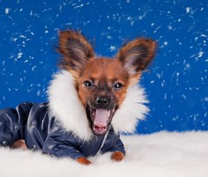 Preview wallpaper dog, muzzle puppy, hat, beautiful