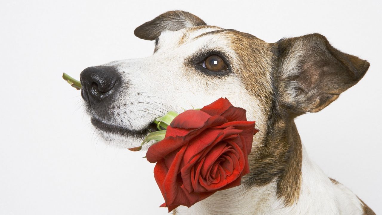Wallpaper dog, muzzle, rose, flower, gift