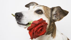 Preview wallpaper dog, muzzle, rose, flower, gift