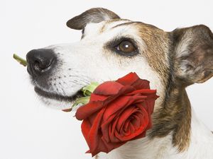Preview wallpaper dog, muzzle, rose, flower, gift