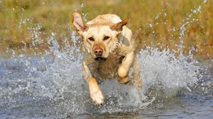 Preview wallpaper dog, muzzle, run, splash