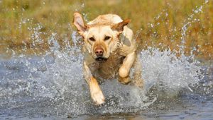 Preview wallpaper dog, muzzle, run, splash