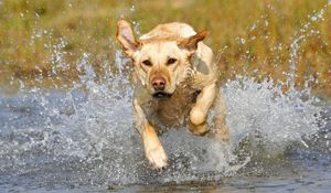 Preview wallpaper dog, muzzle, run, splash