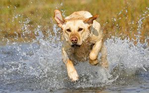 Preview wallpaper dog, muzzle, run, splash