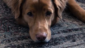 Preview wallpaper dog, muzzle, sadness, lies