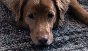Preview wallpaper dog, muzzle, sadness, lies