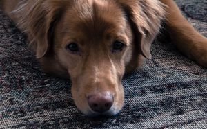 Preview wallpaper dog, muzzle, sadness, lies