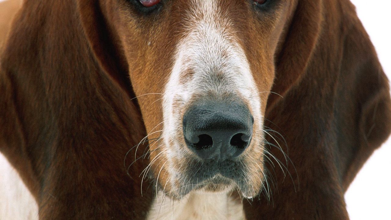 Wallpaper dog, muzzle, sadness, ears