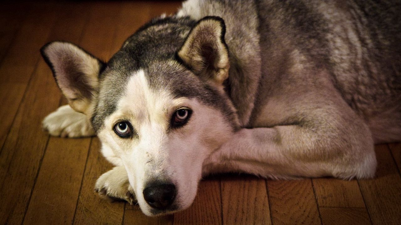 Wallpaper dog, muzzle, sadness, lie