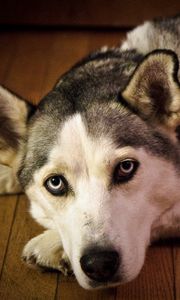 Preview wallpaper dog, muzzle, sadness, lie