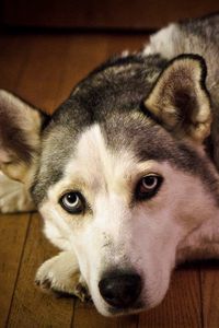 Preview wallpaper dog, muzzle, sadness, lie