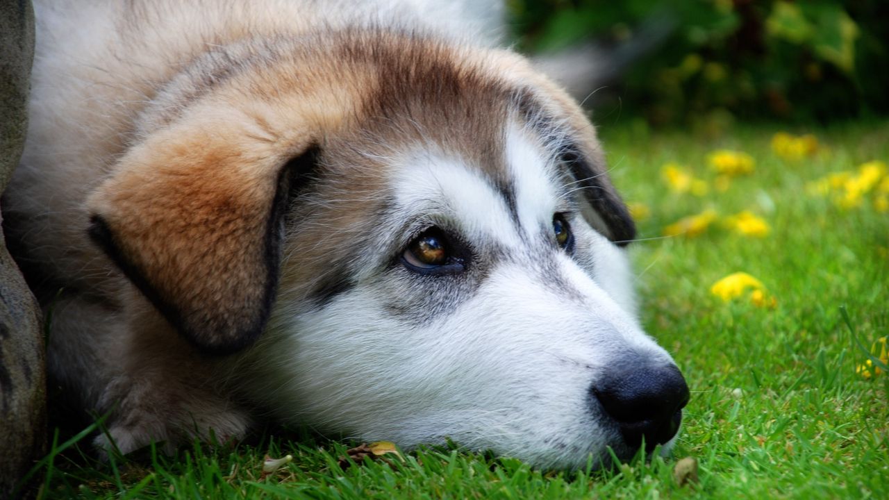 Wallpaper dog, muzzle, sadness, anticipation, grass
