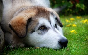 Preview wallpaper dog, muzzle, sadness, anticipation, grass