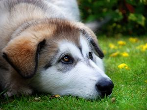 Preview wallpaper dog, muzzle, sadness, anticipation, grass