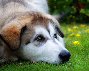 Preview wallpaper dog, muzzle, sadness, anticipation, grass