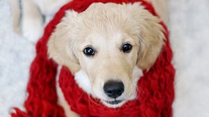 Preview wallpaper dog, muzzle, scarf, cloth, beautiful, puppy