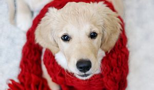 Preview wallpaper dog, muzzle, scarf, cloth, beautiful, puppy