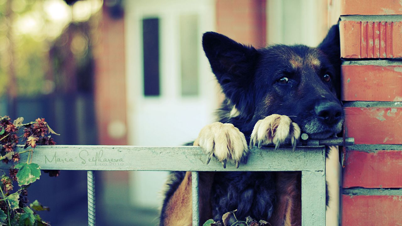 Wallpaper dog, muzzle, shepherd, black, waiting