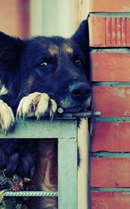 Preview wallpaper dog, muzzle, shepherd, black, waiting