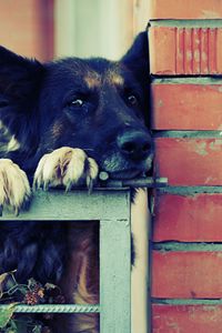 Preview wallpaper dog, muzzle, shepherd, black, waiting