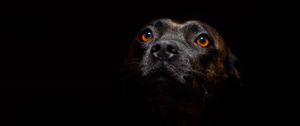 Preview wallpaper dog, muzzle, sight, dark