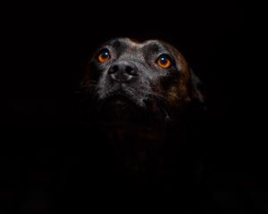 Preview wallpaper dog, muzzle, sight, dark