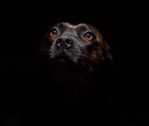 Preview wallpaper dog, muzzle, sight, dark