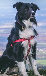 Preview wallpaper dog, muzzle, sitting, spotted