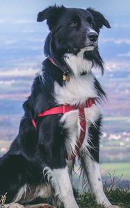 Preview wallpaper dog, muzzle, sitting, spotted