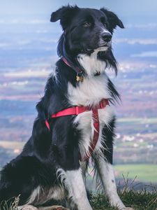 Preview wallpaper dog, muzzle, sitting, spotted