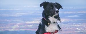 Preview wallpaper dog, muzzle, sitting, spotted