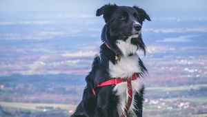 Preview wallpaper dog, muzzle, sitting, spotted