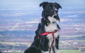 Preview wallpaper dog, muzzle, sitting, spotted