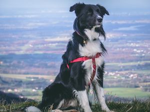 Preview wallpaper dog, muzzle, sitting, spotted