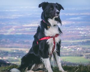 Preview wallpaper dog, muzzle, sitting, spotted