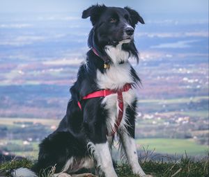 Preview wallpaper dog, muzzle, sitting, spotted