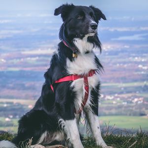 Preview wallpaper dog, muzzle, sitting, spotted